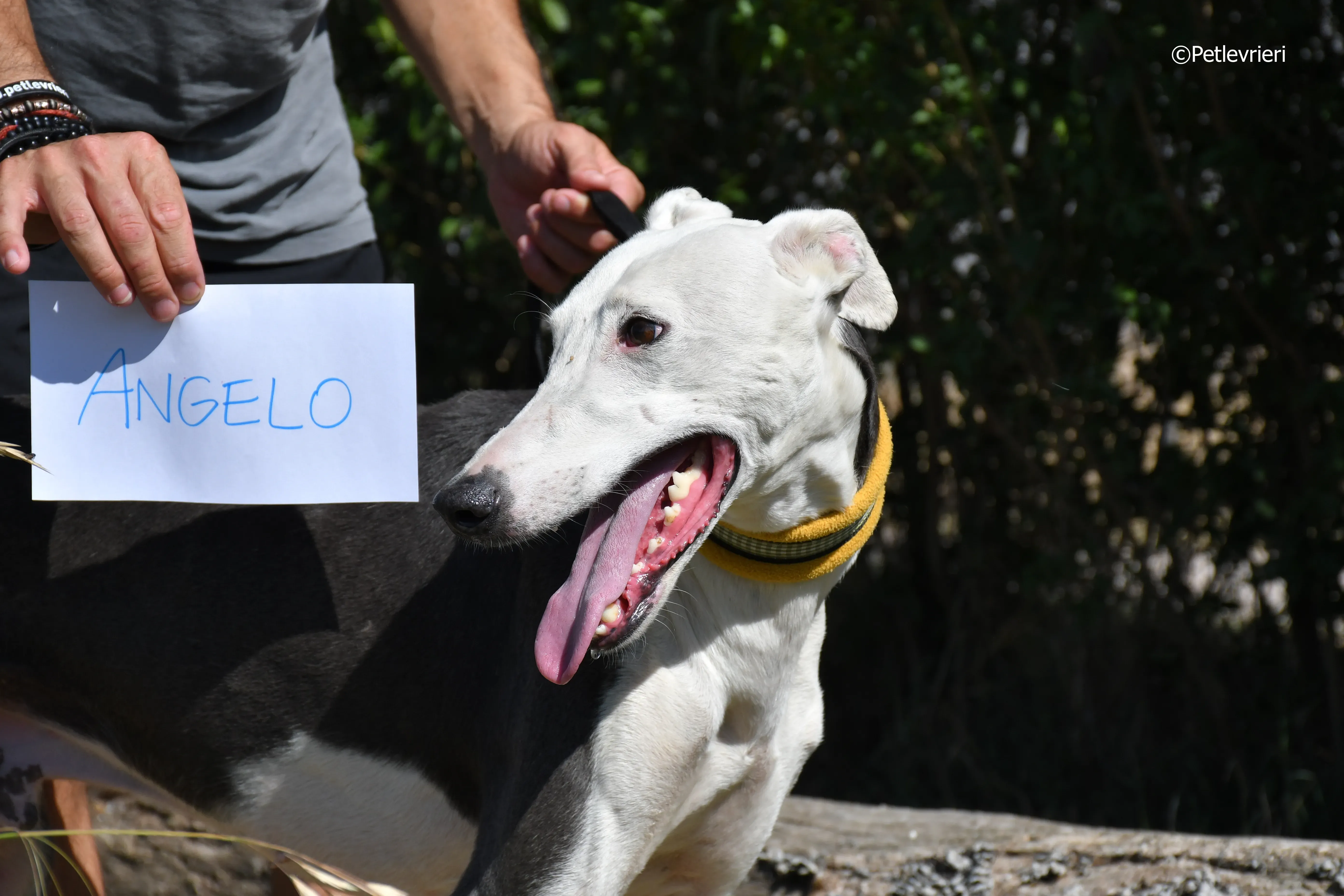 angelo adozione levrieri galgo 2