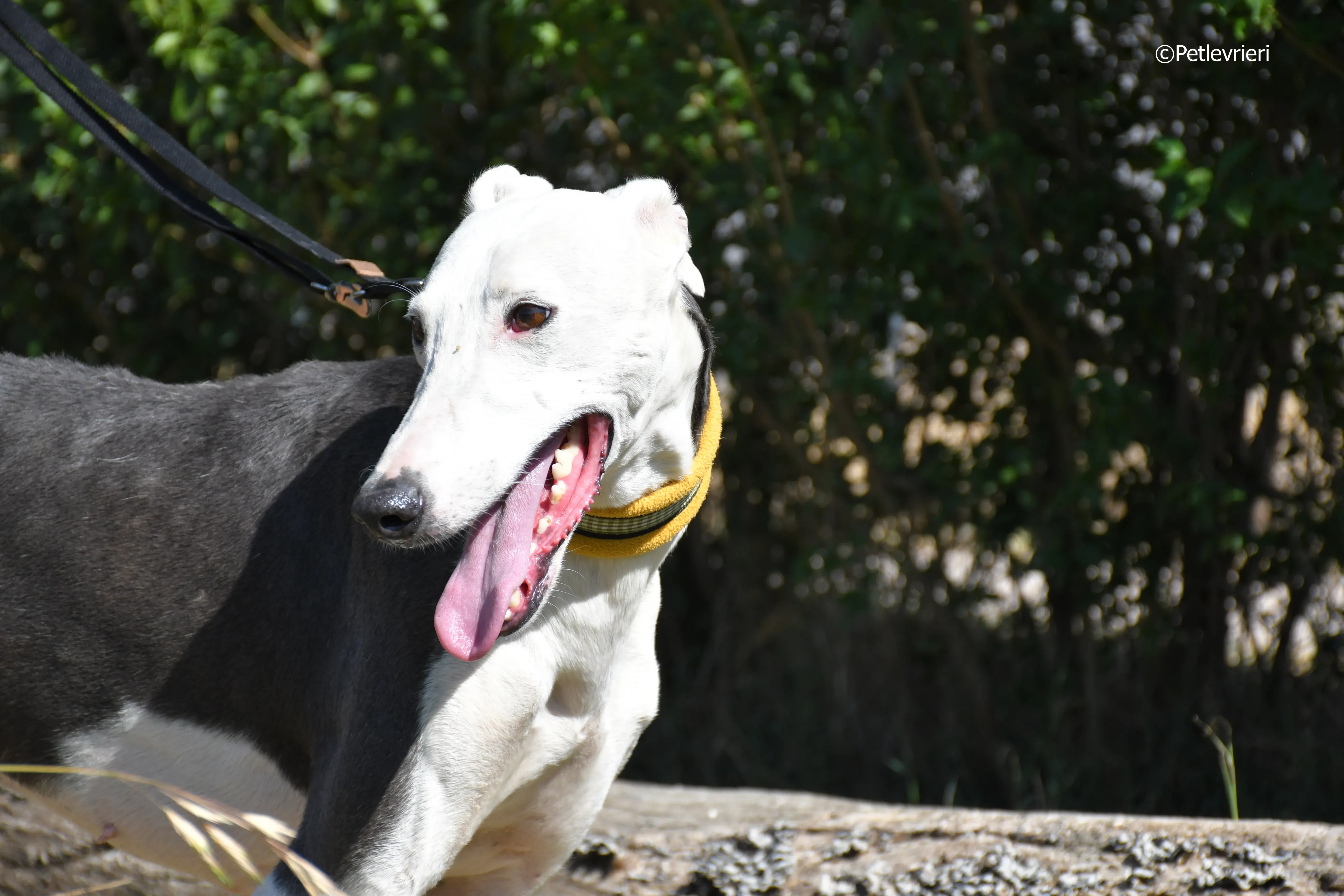 angelo adozione levrieri galgo 3