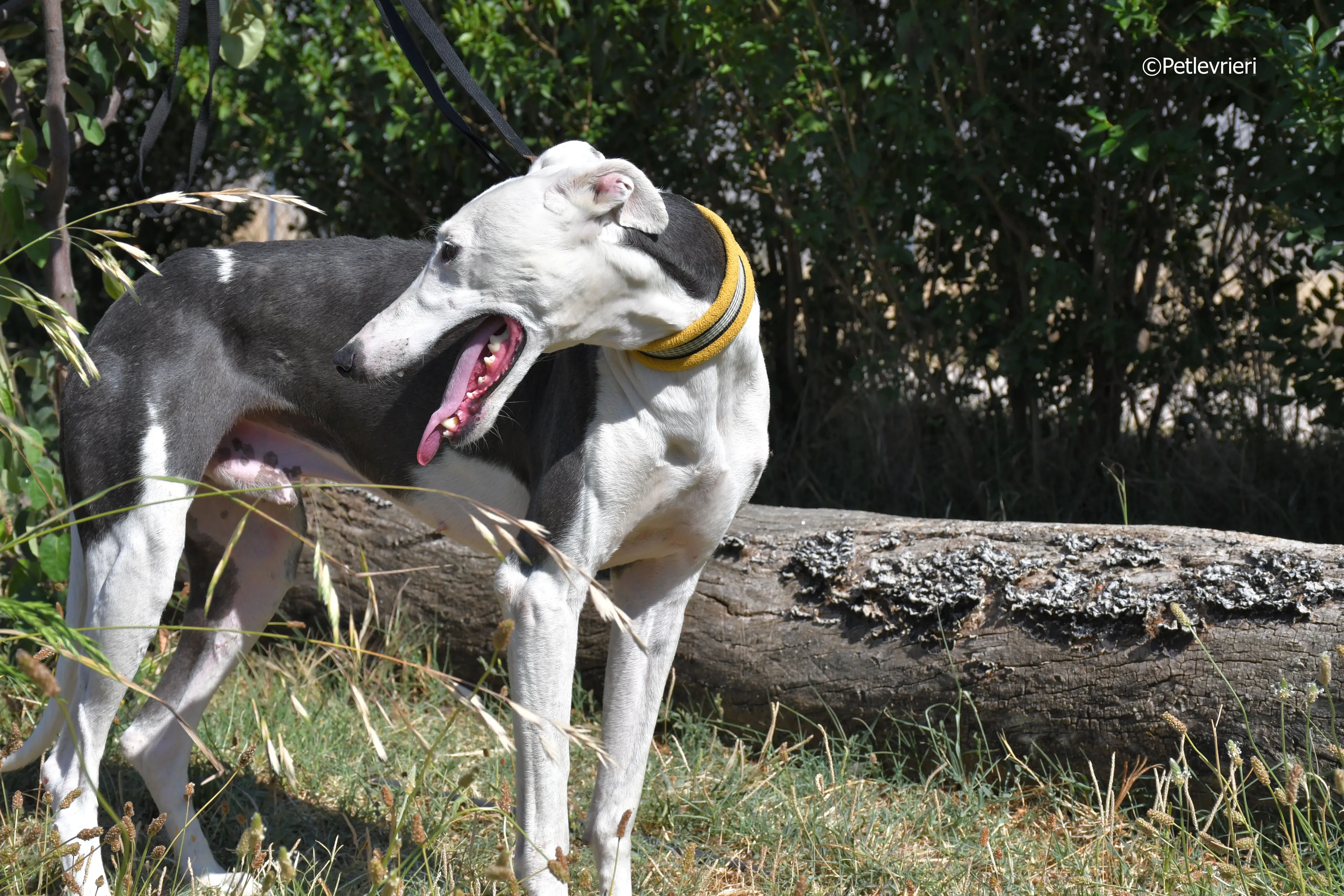 angelo adozione levrieri galgo 4