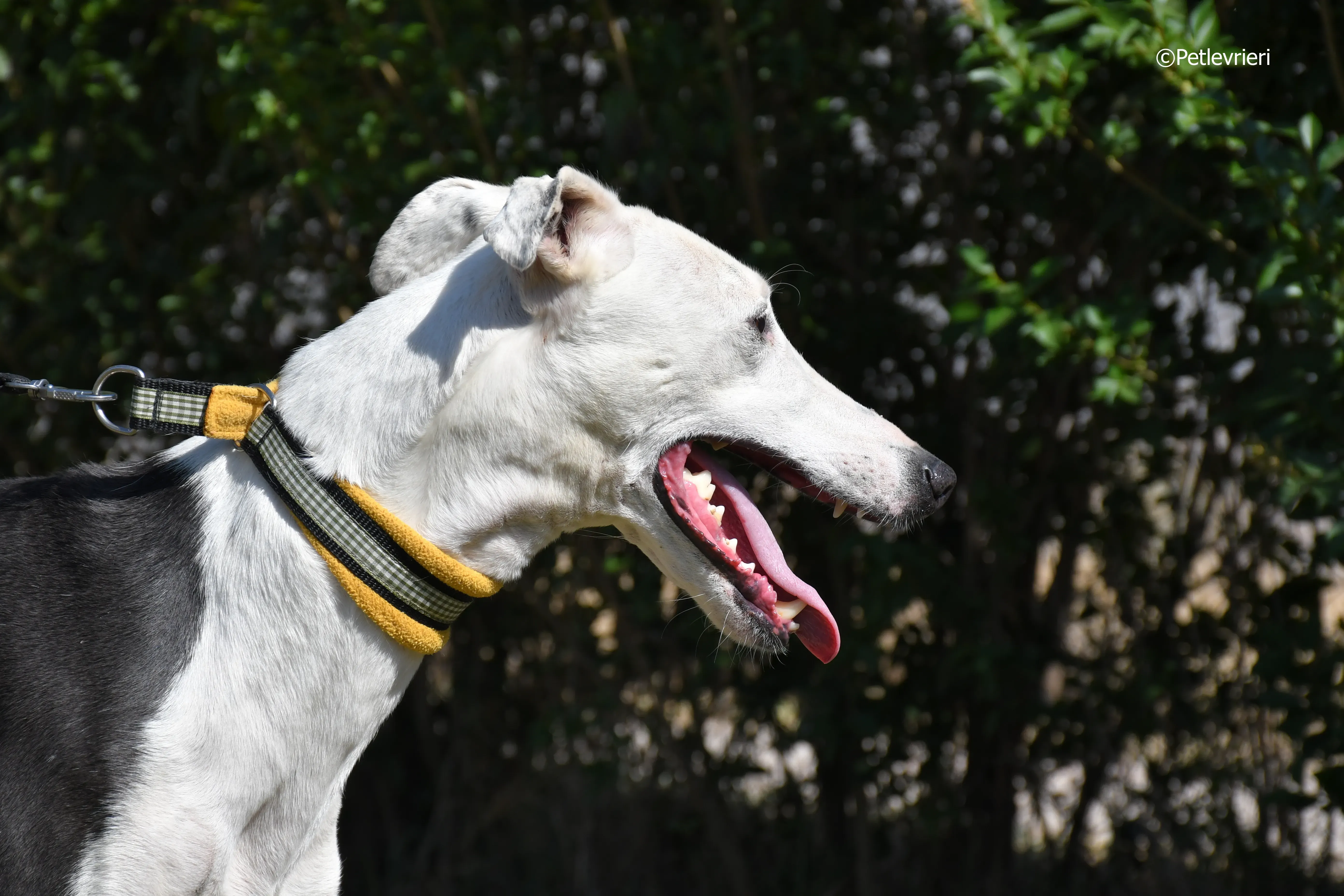 angelo adozione levrieri galgo 5