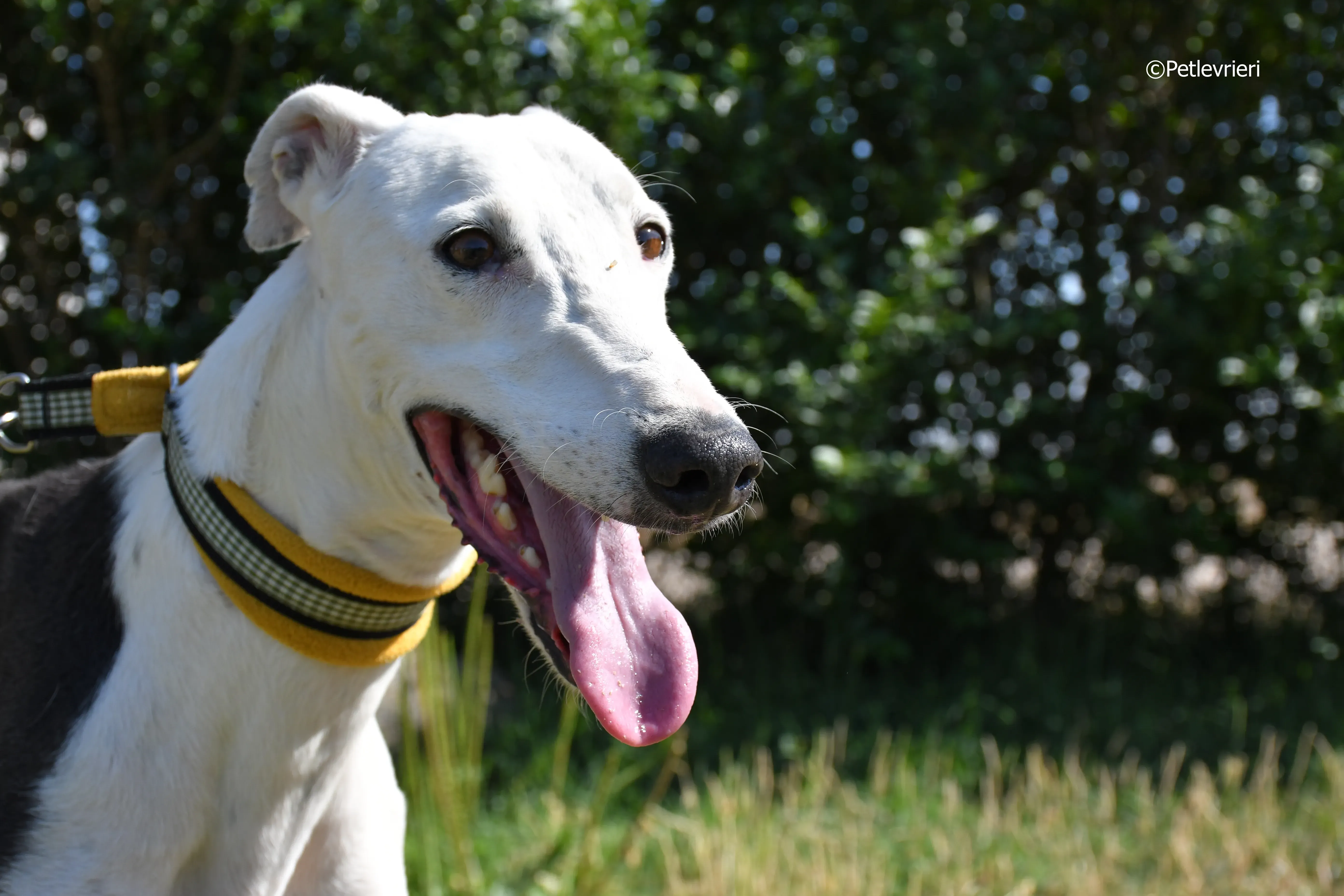 angelo adozione levrieri galgo 6