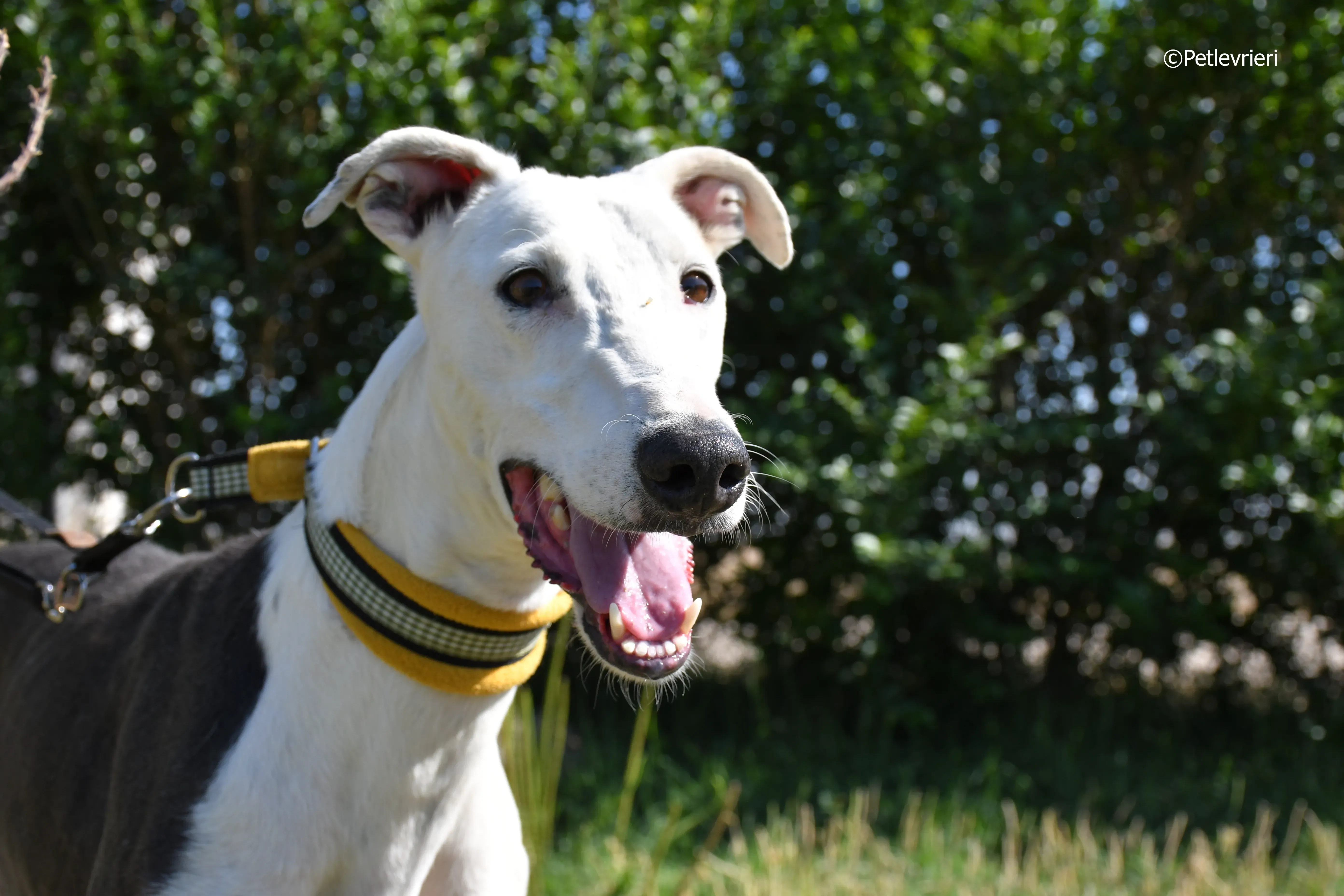 angelo adozione levrieri galgo 7