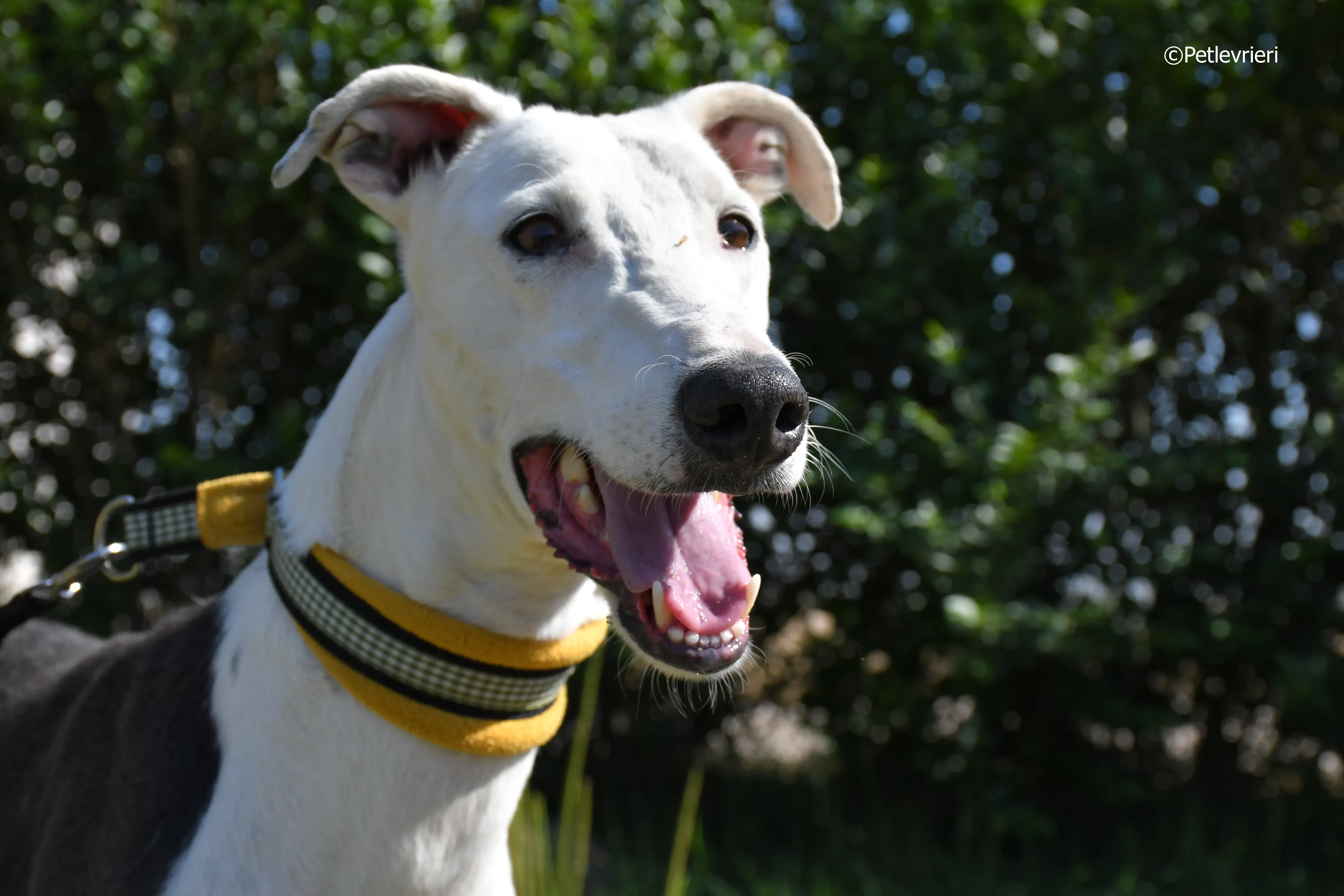 angelo adozione levrieri galgo 8