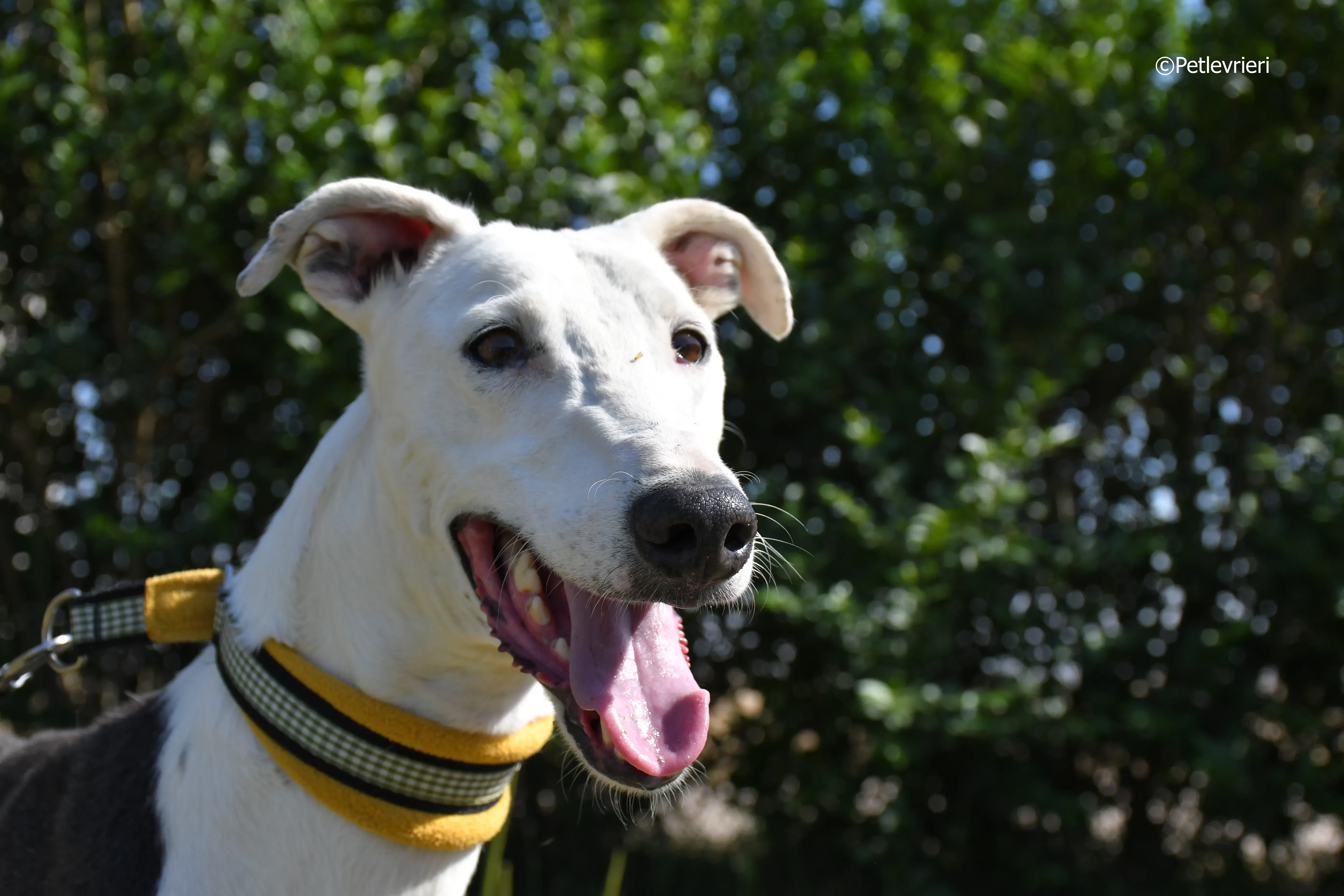 angelo adozione levrieri galgo 9