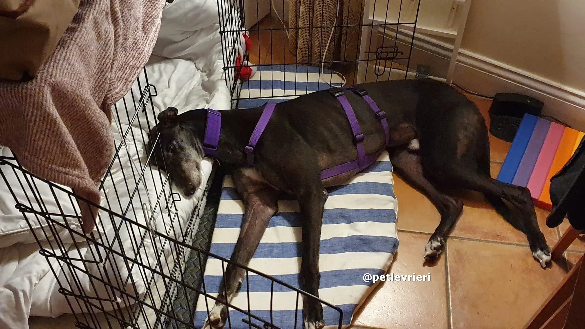 angus adozione greyhound lurcher pet levrieri 12