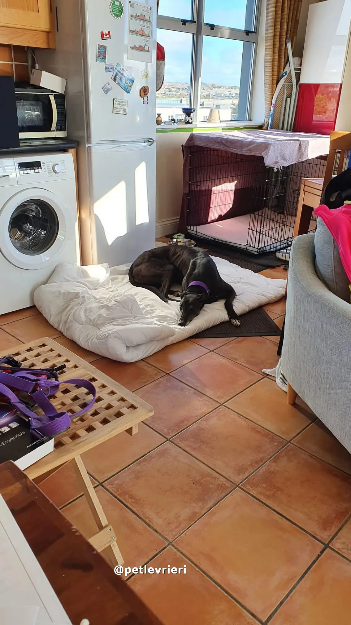 angus adozione greyhound lurcher pet levrieri 13