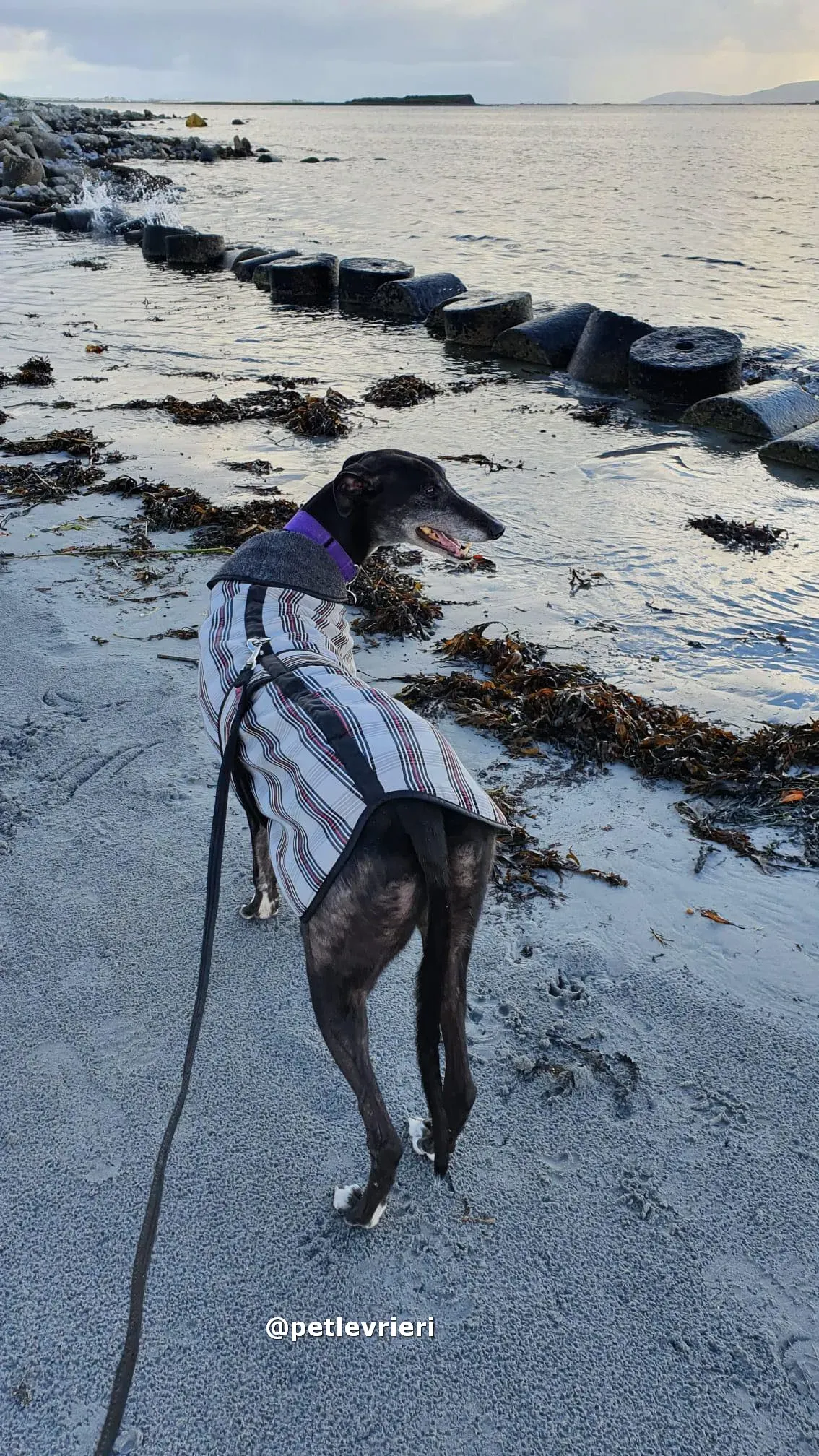 angus adozione greyhound lurcher pet levrieri 14