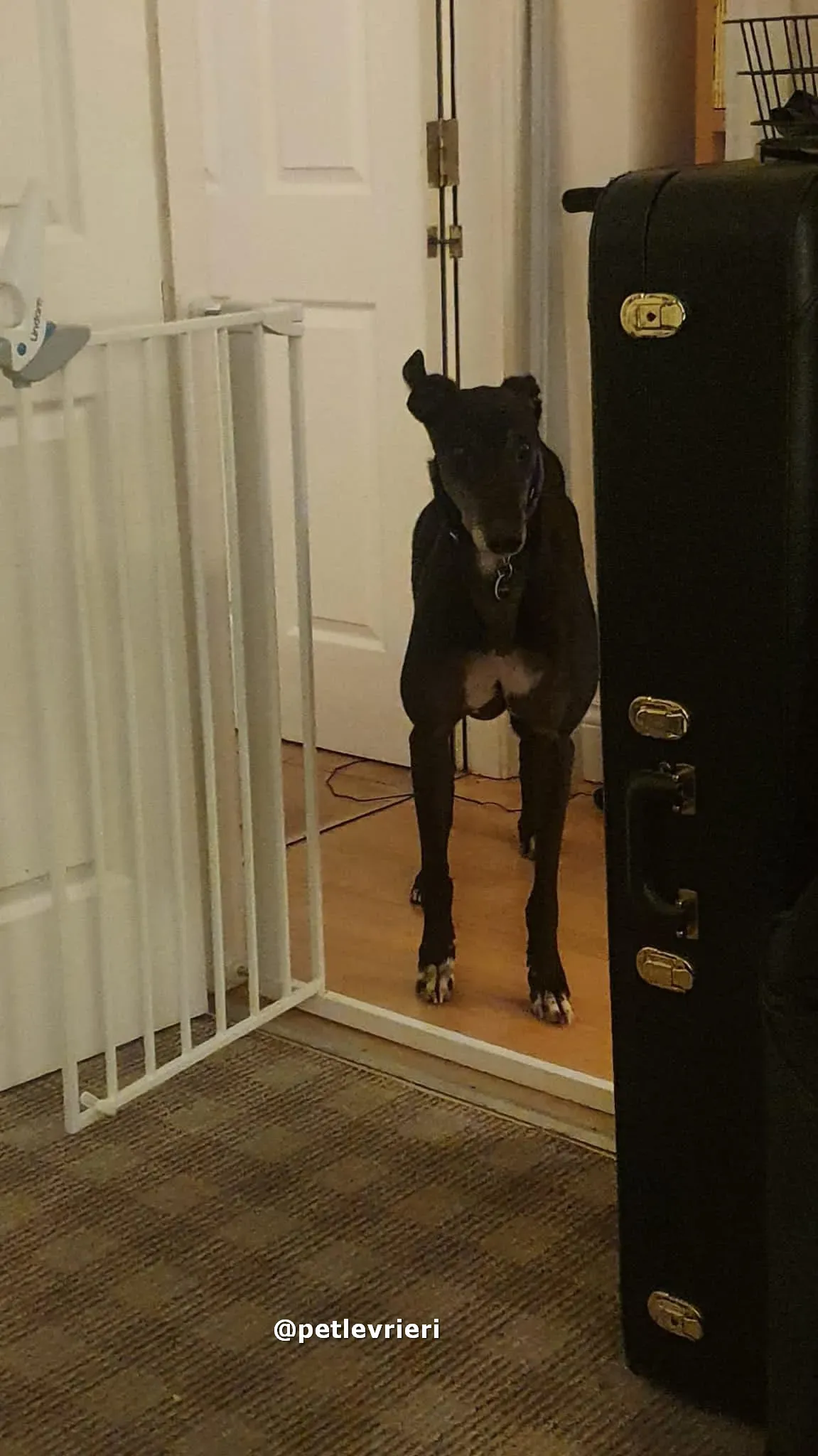 angus adozione greyhound lurcher pet levrieri 15