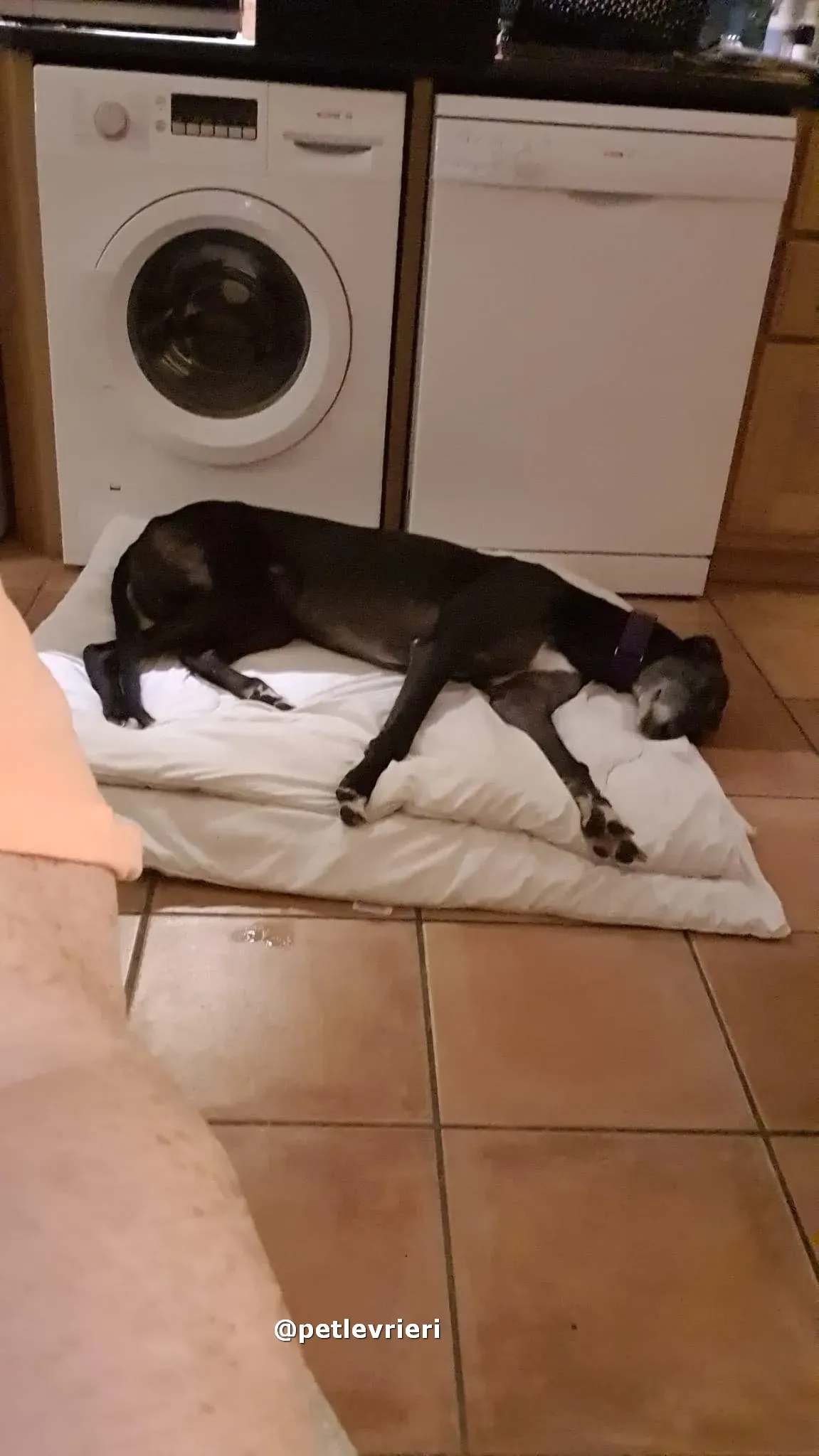 angus adozione greyhound lurcher pet levrieri 17