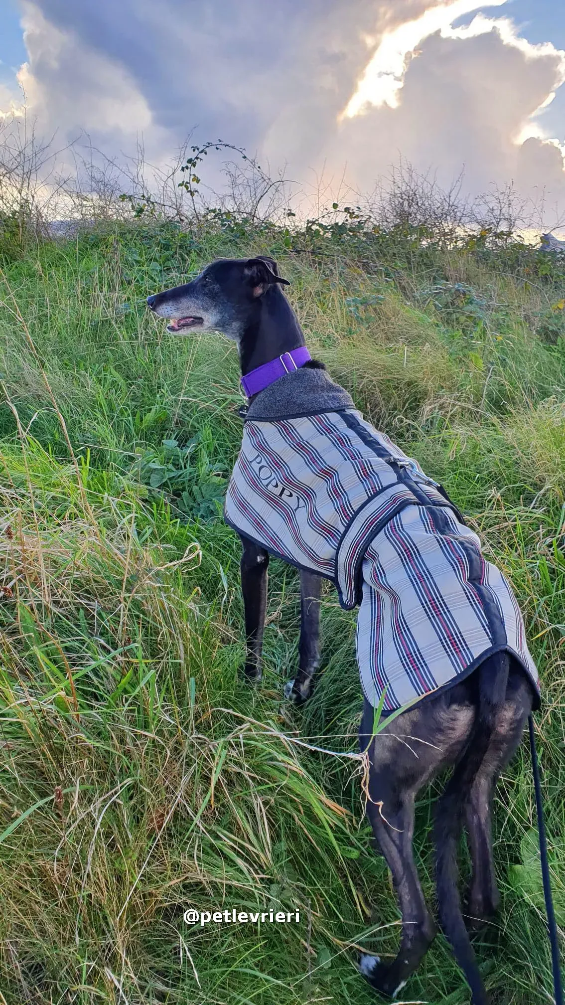 angus adozione greyhound lurcher pet levrieri 18