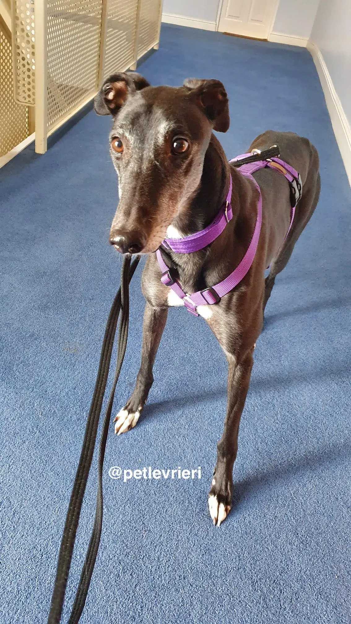 angus adozione greyhound pet levrieri 10