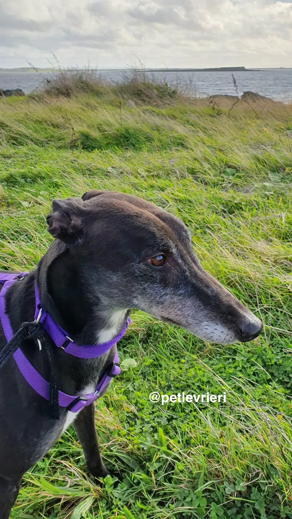 angus adozione greyhound pet levrieri 11