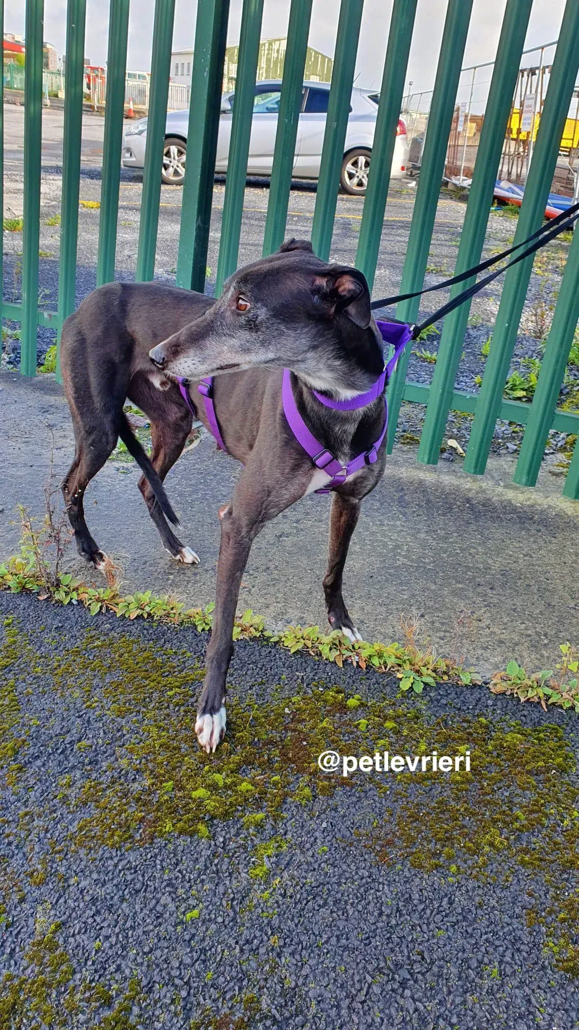 angus adozione greyhound pet levrieri 5