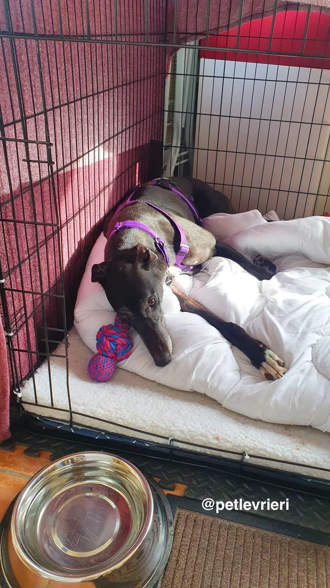 angus adozione greyhound pet levrieri 6