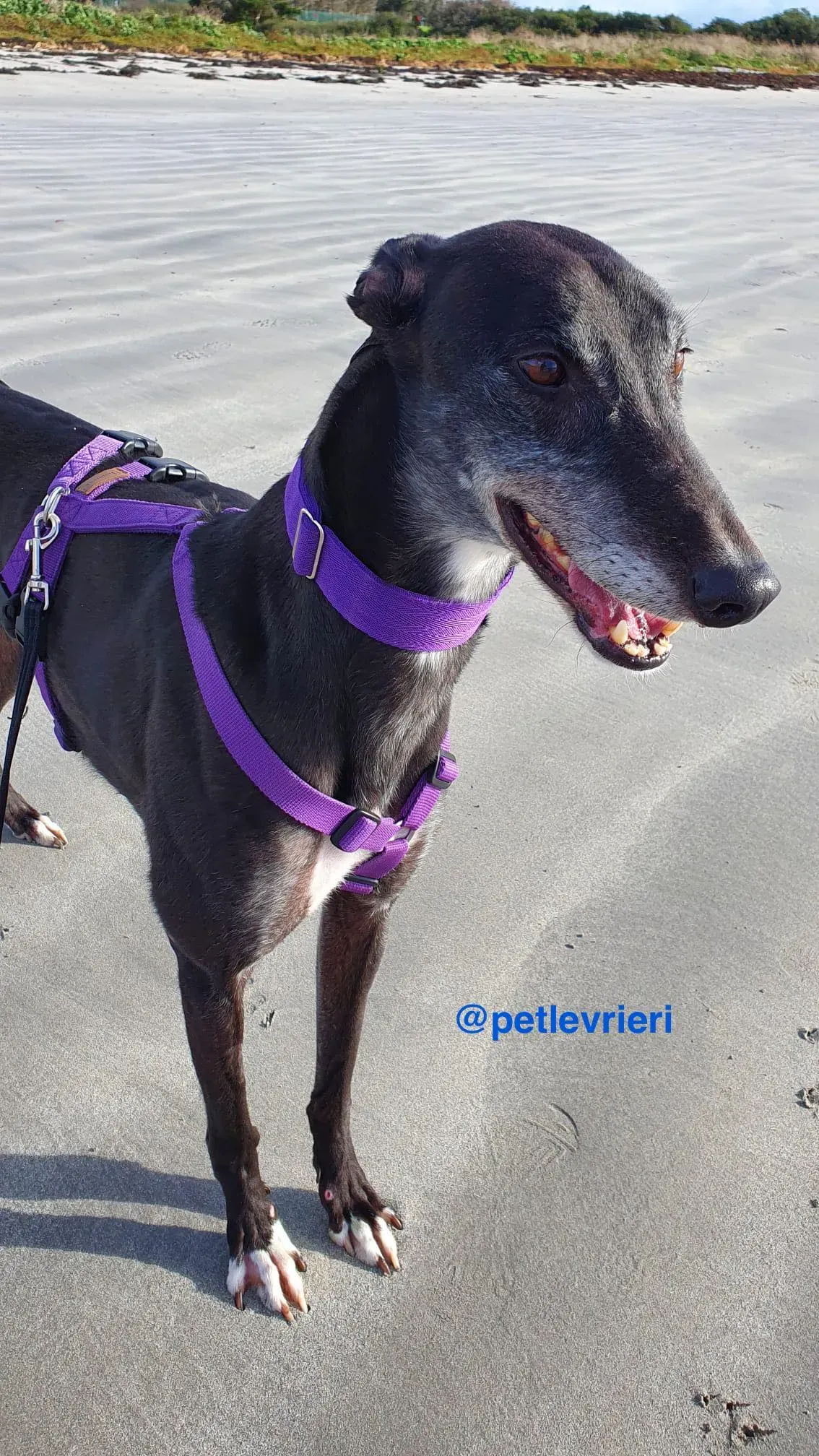 angus adozione greyhound pet levrieri 7