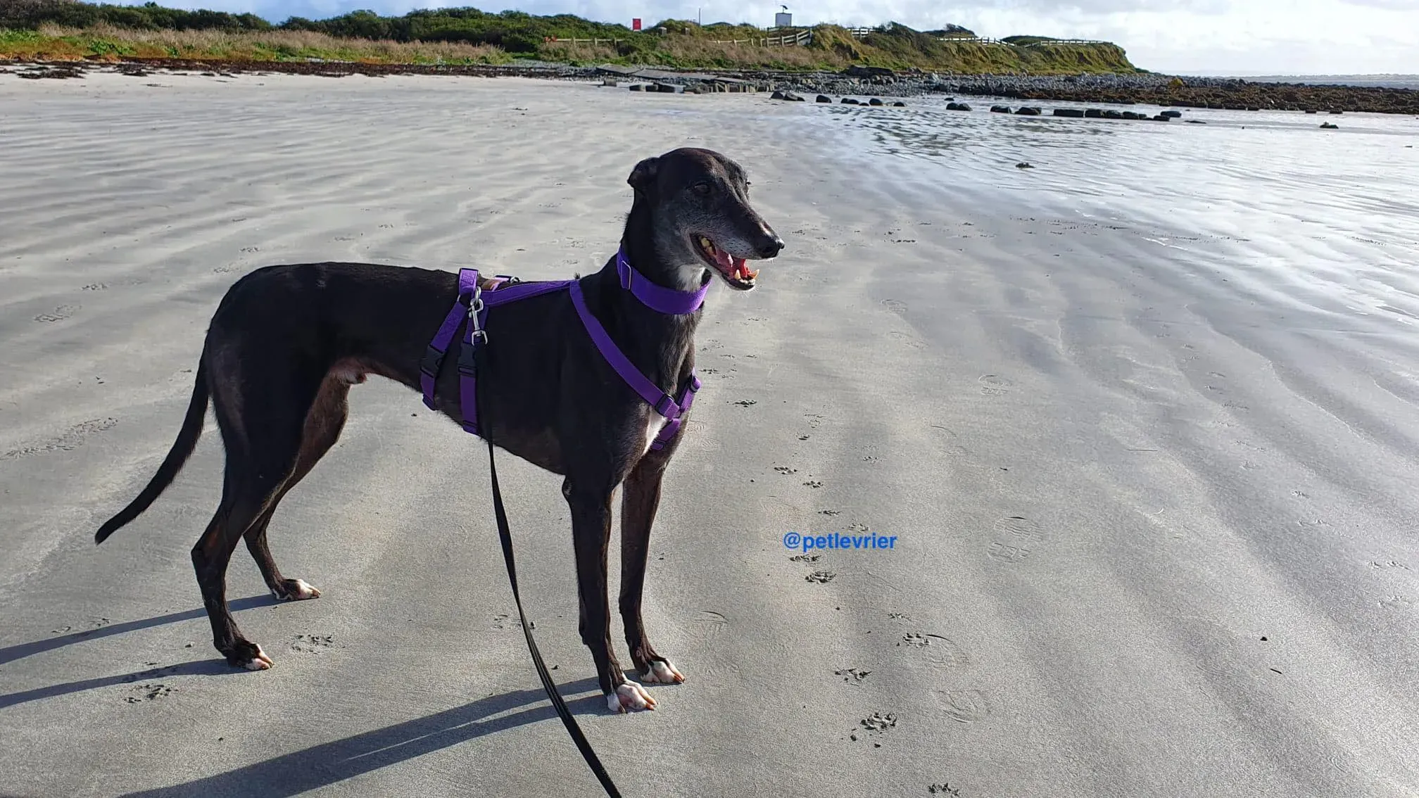 angus adozione greyhound pet levrieri 8