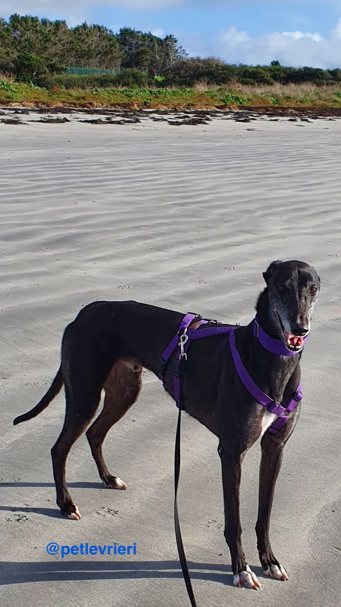 angus adozione greyhound pet levrieri 9