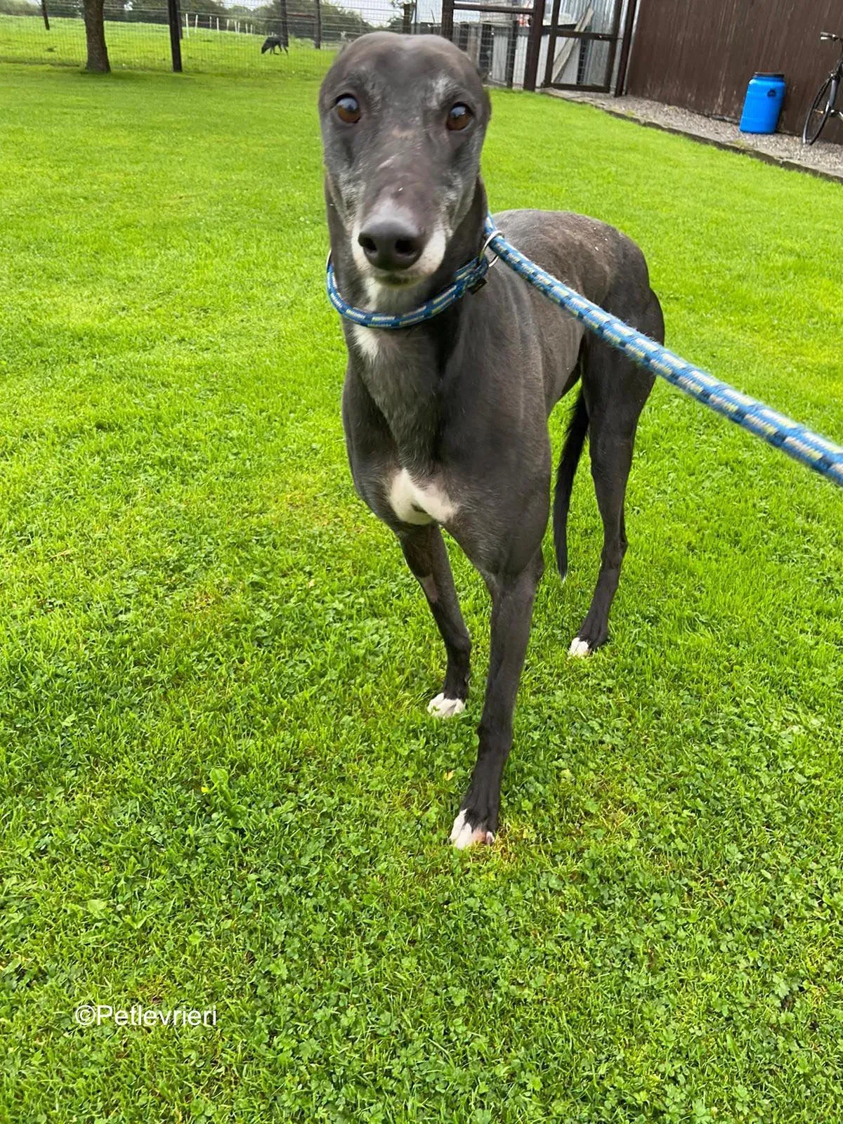angus adozione levrieri greyound lurcher 1