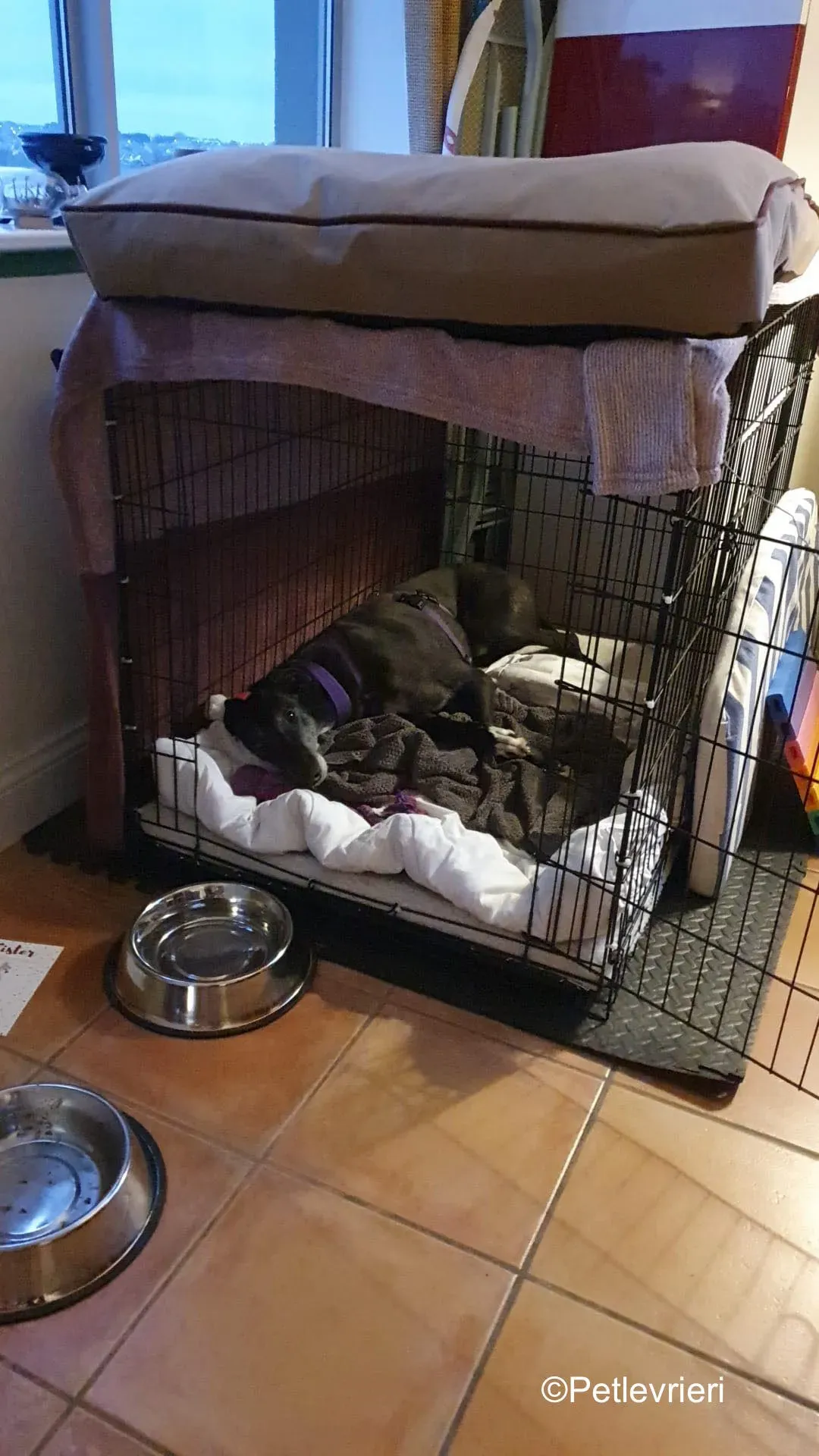 angus adozione levrieri greyound lurcher 2