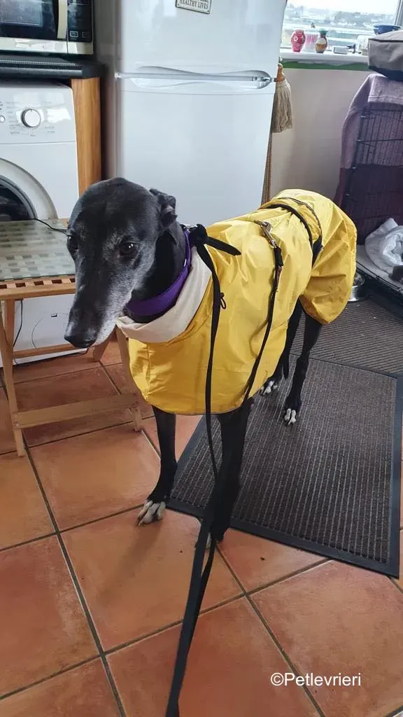 angus adozione levrieri greyound lurcher 3