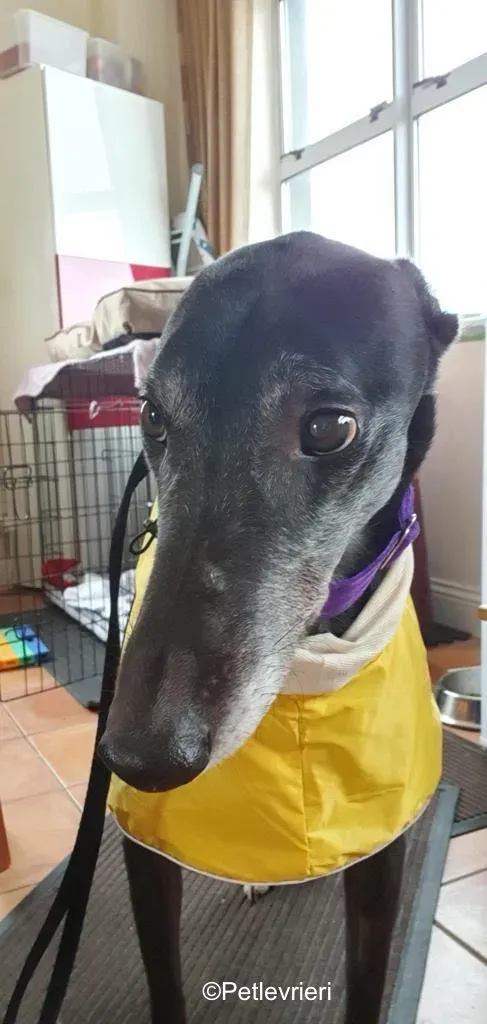 angus adozione levrieri greyound lurcher 4