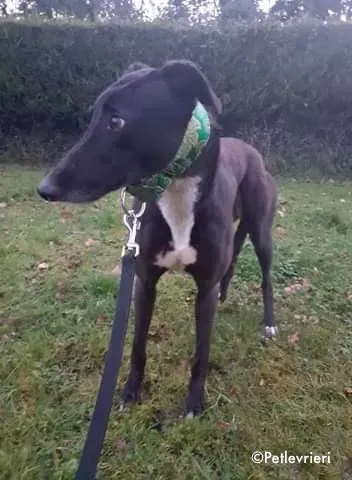 anna adozione levrieri greyhound 1