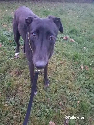 anna adozione levrieri greyhound 2
