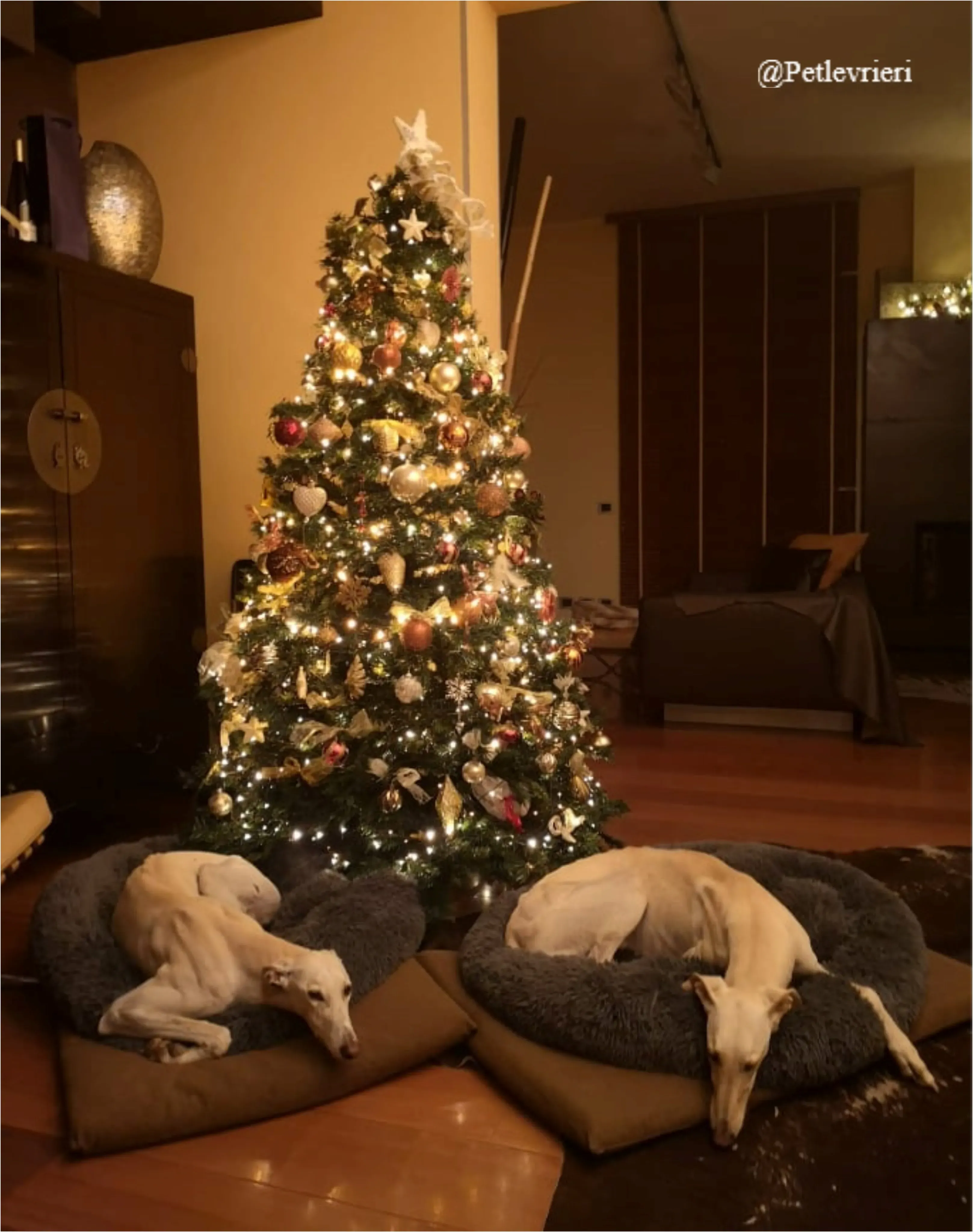 anna pet levrieri natale 2021