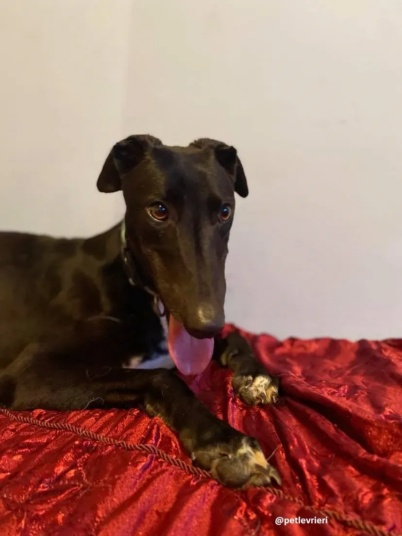 anne adozione greyhound 1