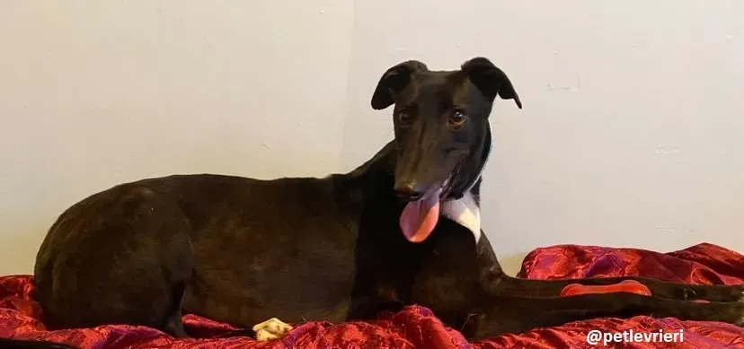 anne adozione greyhound 2