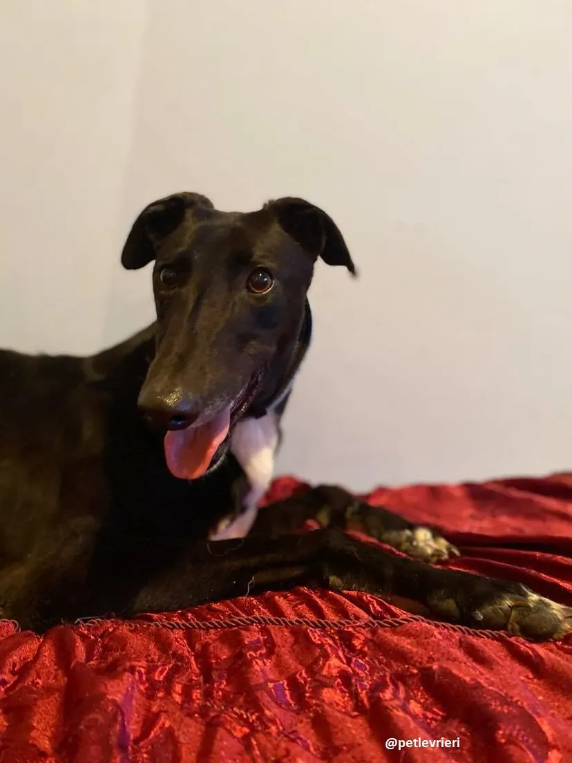 anne adozione greyhound 3