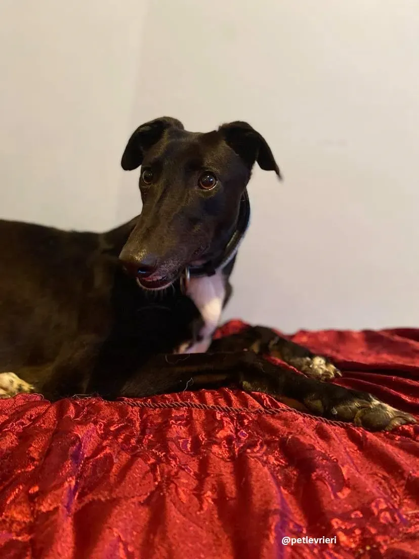 anne adozione greyhound 4