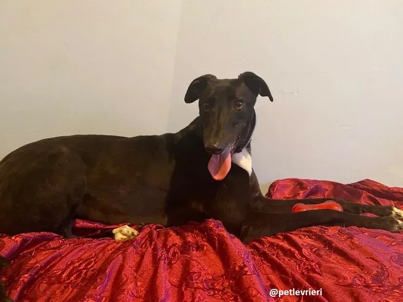 anne adozione greyhound 5