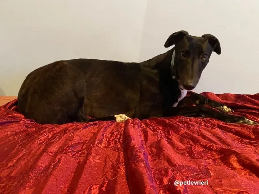 anne adozione greyhound 6