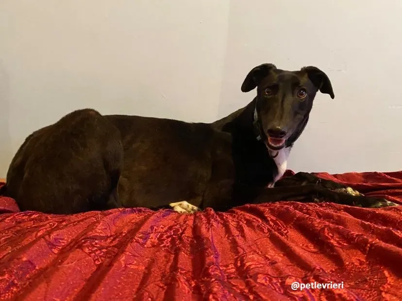 anne adozione greyhound 7