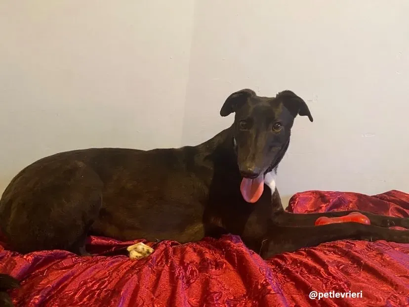 anne adozione greyhound