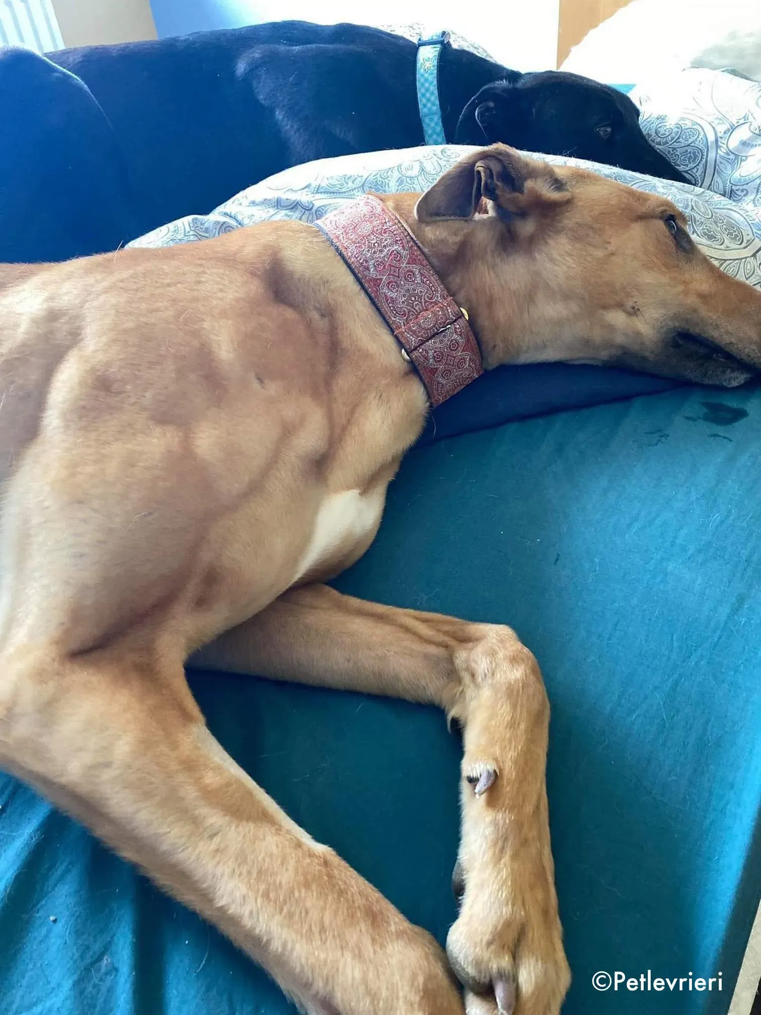 anne adozione levrieri greyhound 1 1