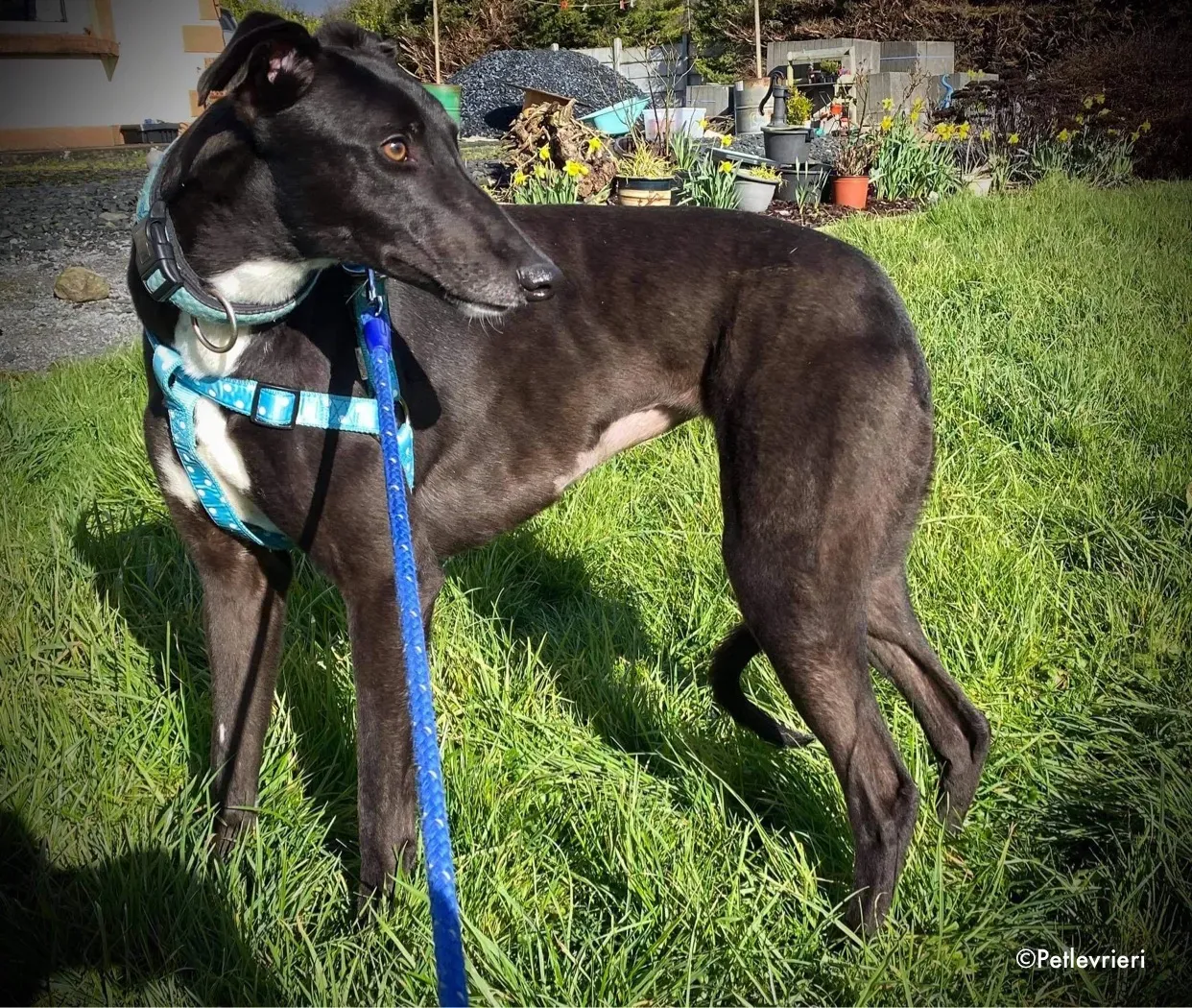 anne adozione levrieri greyhound 1