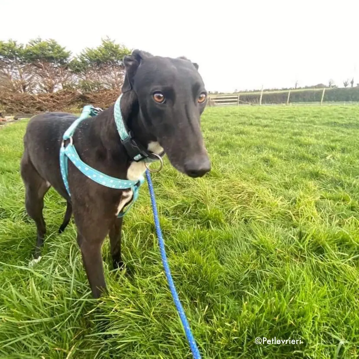 anne adozione levrieri greyhound 10