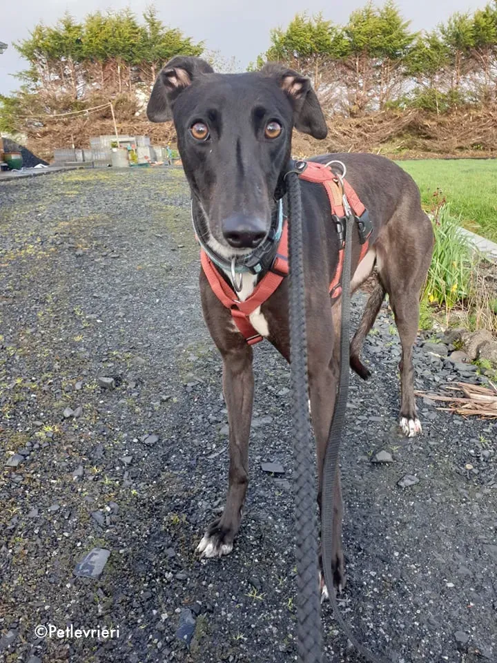 anne adozione levrieri greyhound 11