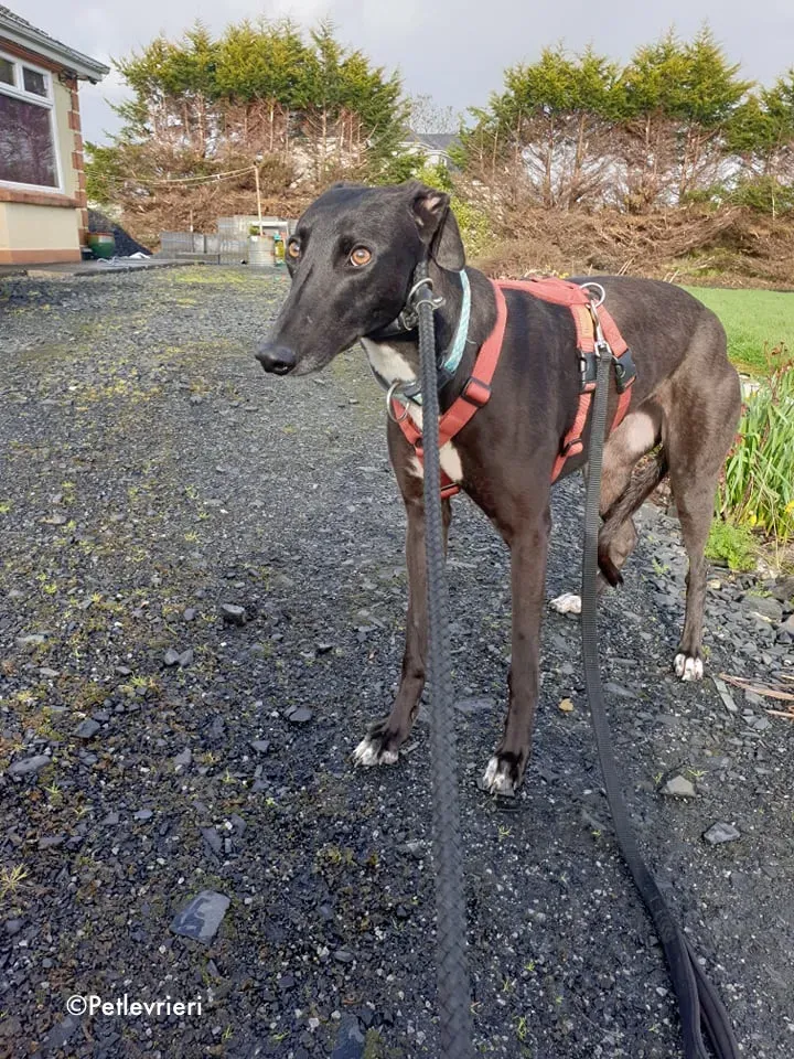 anne adozione levrieri greyhound 12