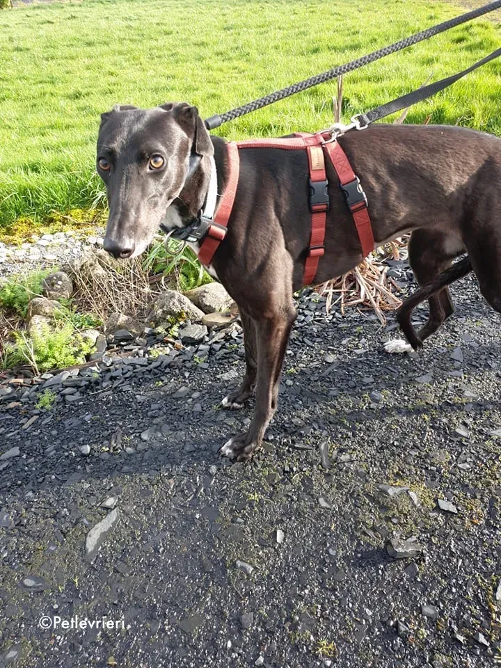 anne adozione levrieri greyhound 13