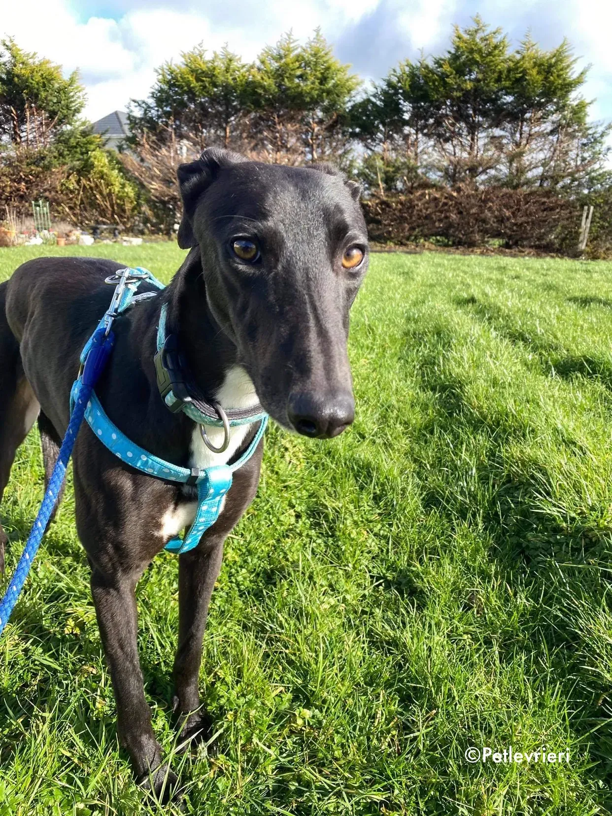 anne adozione levrieri greyhound 2