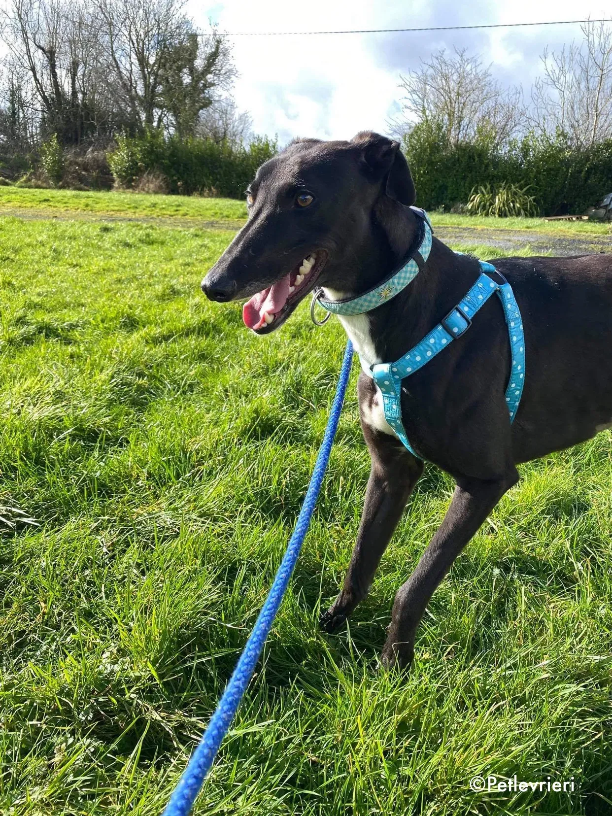 anne adozione levrieri greyhound 3