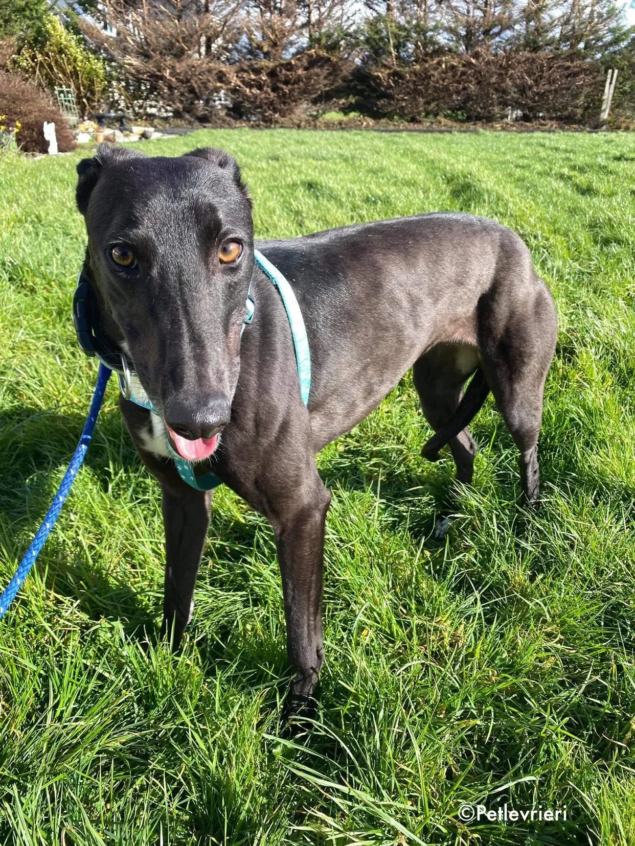 anne adozione levrieri greyhound 4