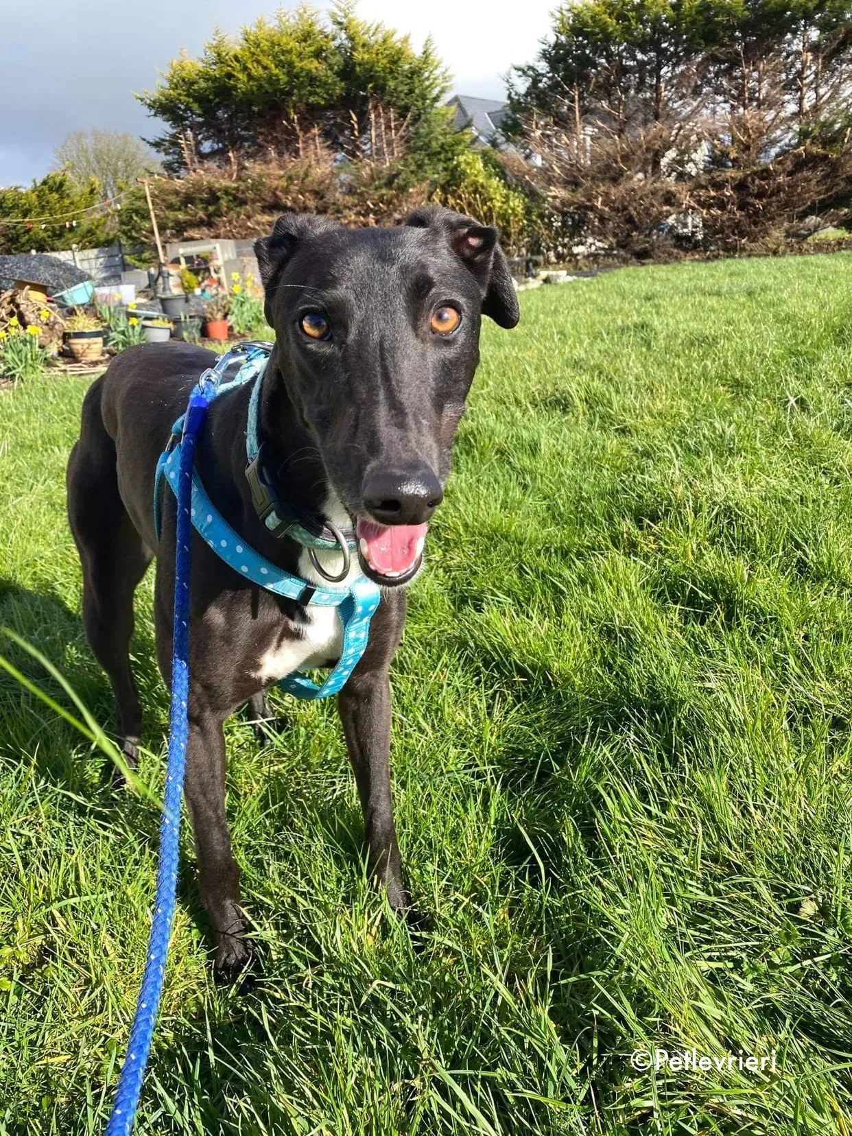 anne adozione levrieri greyhound 5