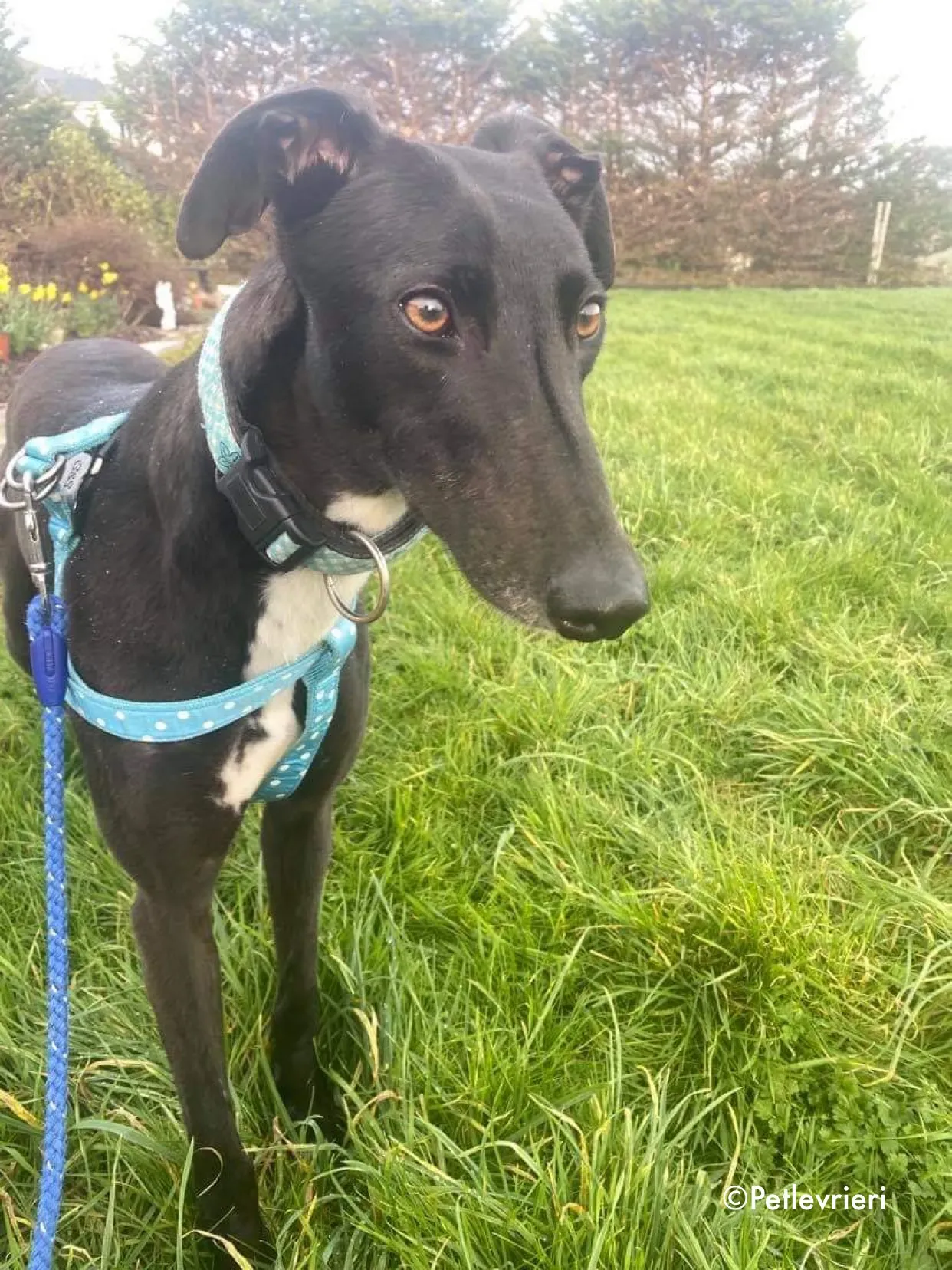 anne adozione levrieri greyhound 7