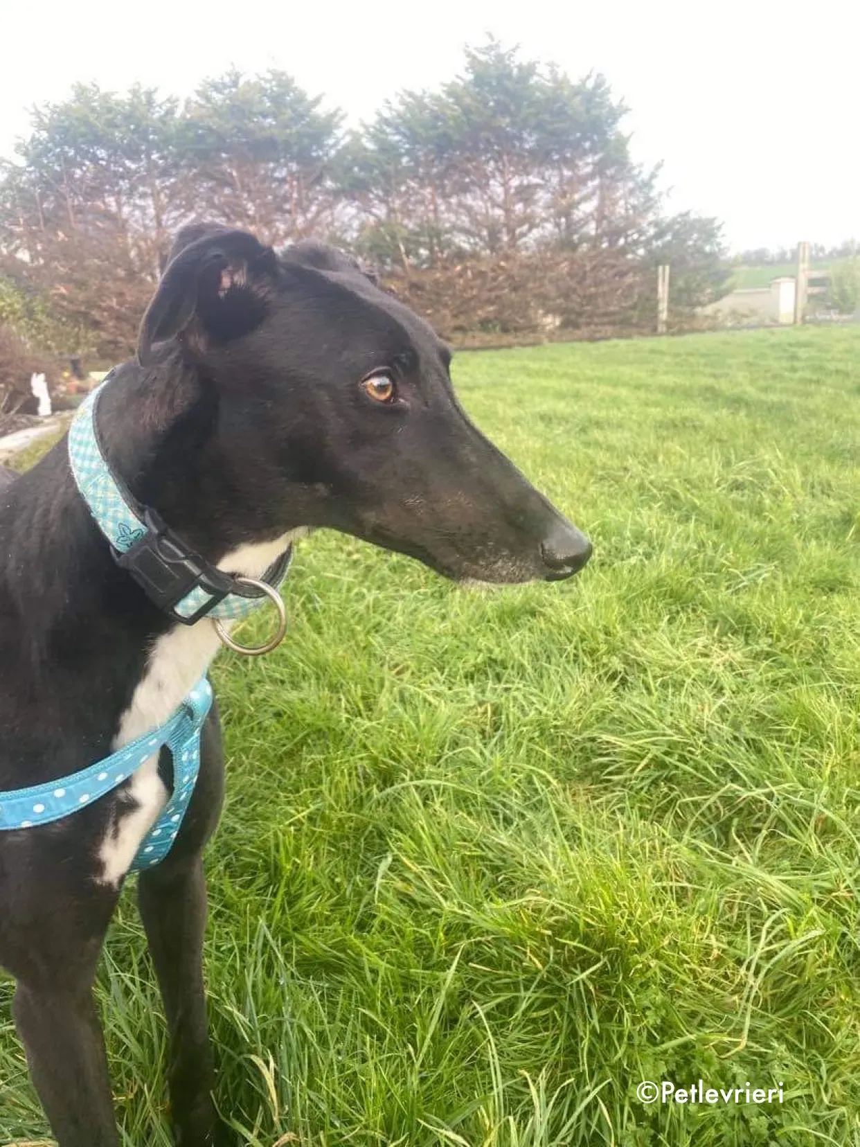 anne adozione levrieri greyhound 8