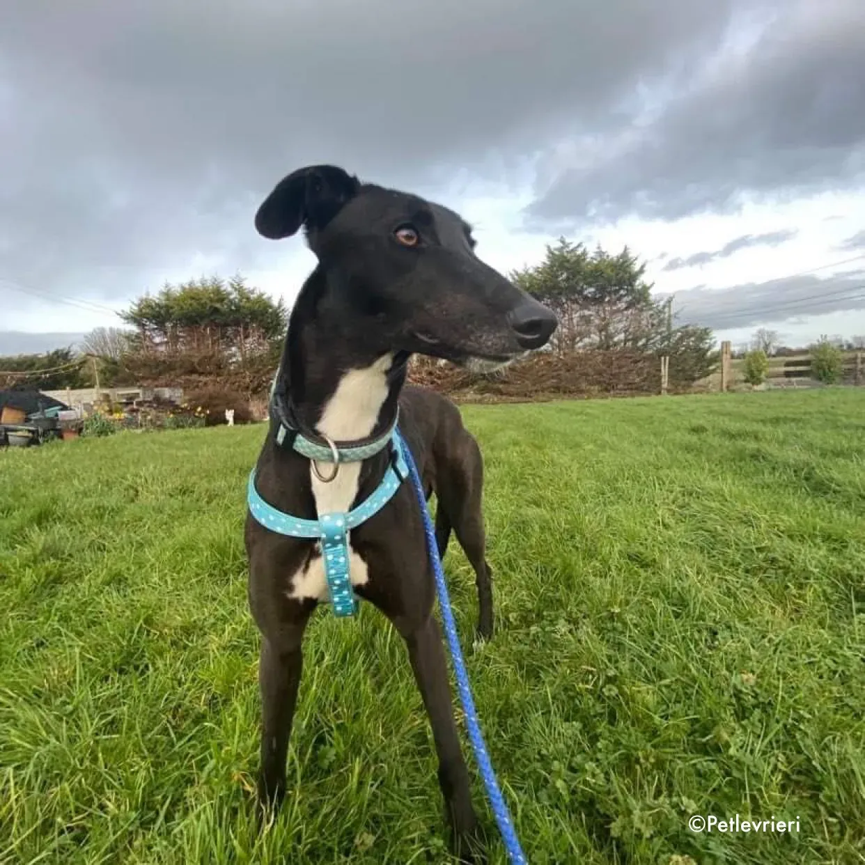 anne adozione levrieri greyhound 9