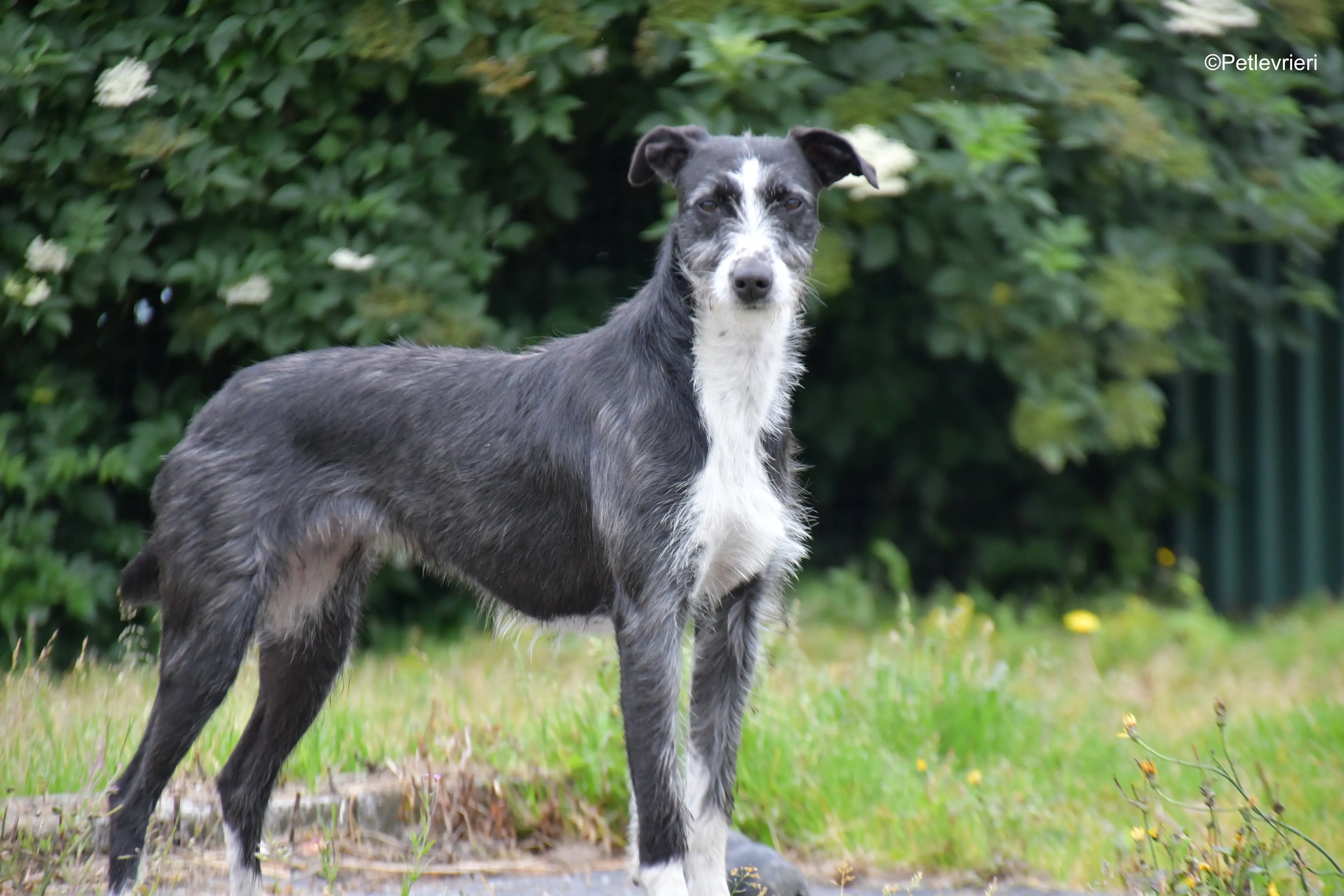 annette adozione levrieri greyhound 1